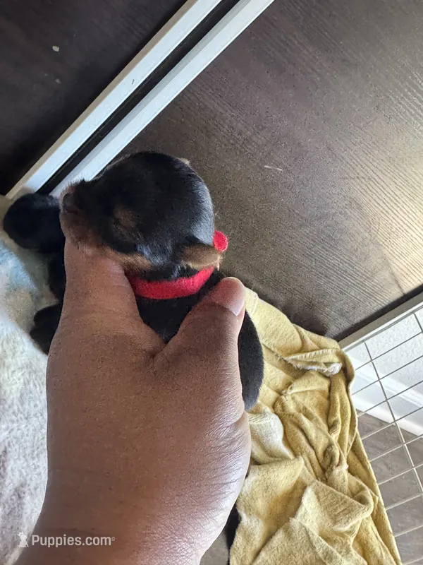 Buck  – Yorkshire Terrier puppy for sale in Columbia, MO