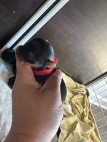 Buck , a male Yorkshire Terrier for sale in Columbia, MO – 1 of 1
