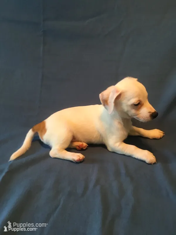 Eddy – Jack Russell Terrier puppy for sale in Crystal River, FL