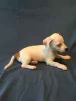 Vlad, a male Jack Russell Terrier for sale in Crystal River, FL – 3 of 5