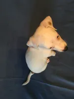 Vlad, a male Jack Russell Terrier for sale in Crystal River, FL – 4 of 5