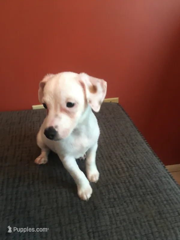 Pumpkin, a male Jack Russell Terrier for sale in Crystal River, FL – 1 of 8