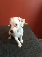 Pumpkin, a male Jack Russell Terrier for sale in Crystal River, FL – 1 of 8