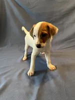 Oscar, a male Jack Russell Terrier for sale in Crystal River, FL – 2 of 3
