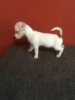 Pumpkin, a male Jack Russell Terrier for sale in Crystal River, FL – 4 of 8