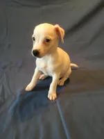 Vlad, a male Jack Russell Terrier for sale in Crystal River, FL – 5 of 5