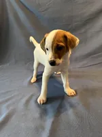 Oscar, a male Jack Russell Terrier for sale in Crystal River, FL – 2 of 3