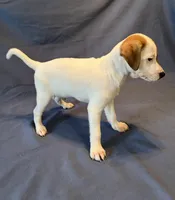 Oscar, a male Jack Russell Terrier for sale in Crystal River, FL – 3 of 3