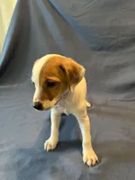 Jack Pawson, a male Jack Russell Terrier for sale in Crystal River, FL – Photo 5 of 7