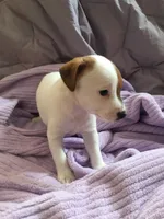 Jack the Yipper, a male Jack Russell Terrier for sale in Crystal River, FL – Photo 2 of 4