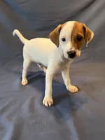 Jack Pawson, a male Jack Russell Terrier for sale in Crystal River, FL – Photo 2 of 7
