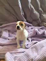 Jack the Yipper, a male Jack Russell Terrier for sale in Crystal River, FL – Photo 4 of 4