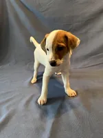 Jack Pawson, a male Jack Russell Terrier for sale in Crystal River, FL – Photo 4 of 7