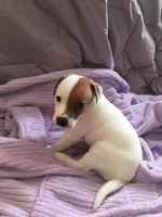 Jack the Yipper, a male Jack Russell Terrier for sale in Crystal River, FL – Photo 3 of 4