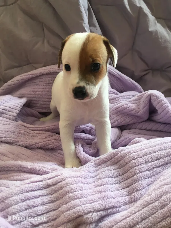 Jack the Yipper – Jack Russell Terrier puppy for sale in Crystal River, FL