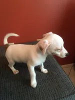 Pumpkin, a male Jack Russell Terrier for sale in Crystal River, FL – 2 of 8
