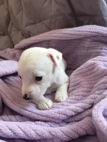 Monterey Jack, a male Jack Russell Terrier for sale in Crystal River, FL – Photo 4 of 6