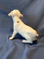 Jackalope, a male Jack Russell Terrier for sale in Crystal River, FL – Photo 10 of 10