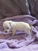 Monterey Jack, a male Jack Russell Terrier for sale in Crystal River, FL – Photo 2 of 6