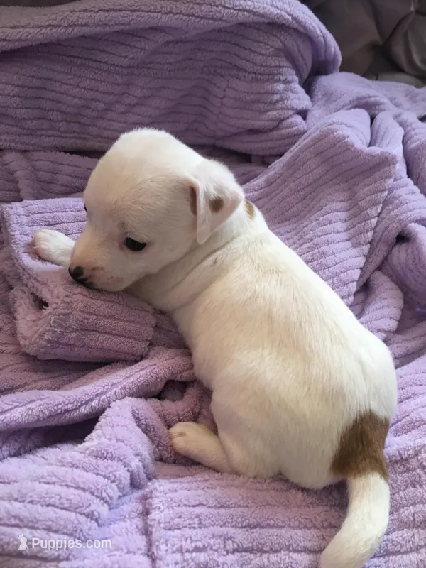 Monterey Jack – Jack Russell Terrier puppy for sale in Crystal River, FL