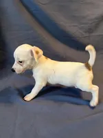 Jackalope, a male Jack Russell Terrier for sale in Crystal River, FL – Photo 6 of 10
