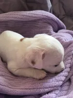 Monterey Jack, a male Jack Russell Terrier for sale in Crystal River, FL – Photo 5 of 6