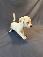 Jackalope, a male Jack Russell Terrier for sale in Crystal River, FL – Photo 4 of 10