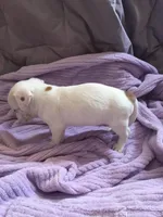 Monterey Jack, a male Jack Russell Terrier for sale in Crystal River, FL – Photo 6 of 6