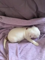 Monterey Jack, a male Jack Russell Terrier for sale in Crystal River, FL – Photo 3 of 6