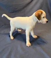 Oscar, a male Jack Russell Terrier for sale in Crystal River, FL – 3 of 3