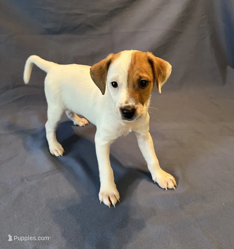 Oscar – Jack Russell Terrier puppy for sale in Crystal River, FL