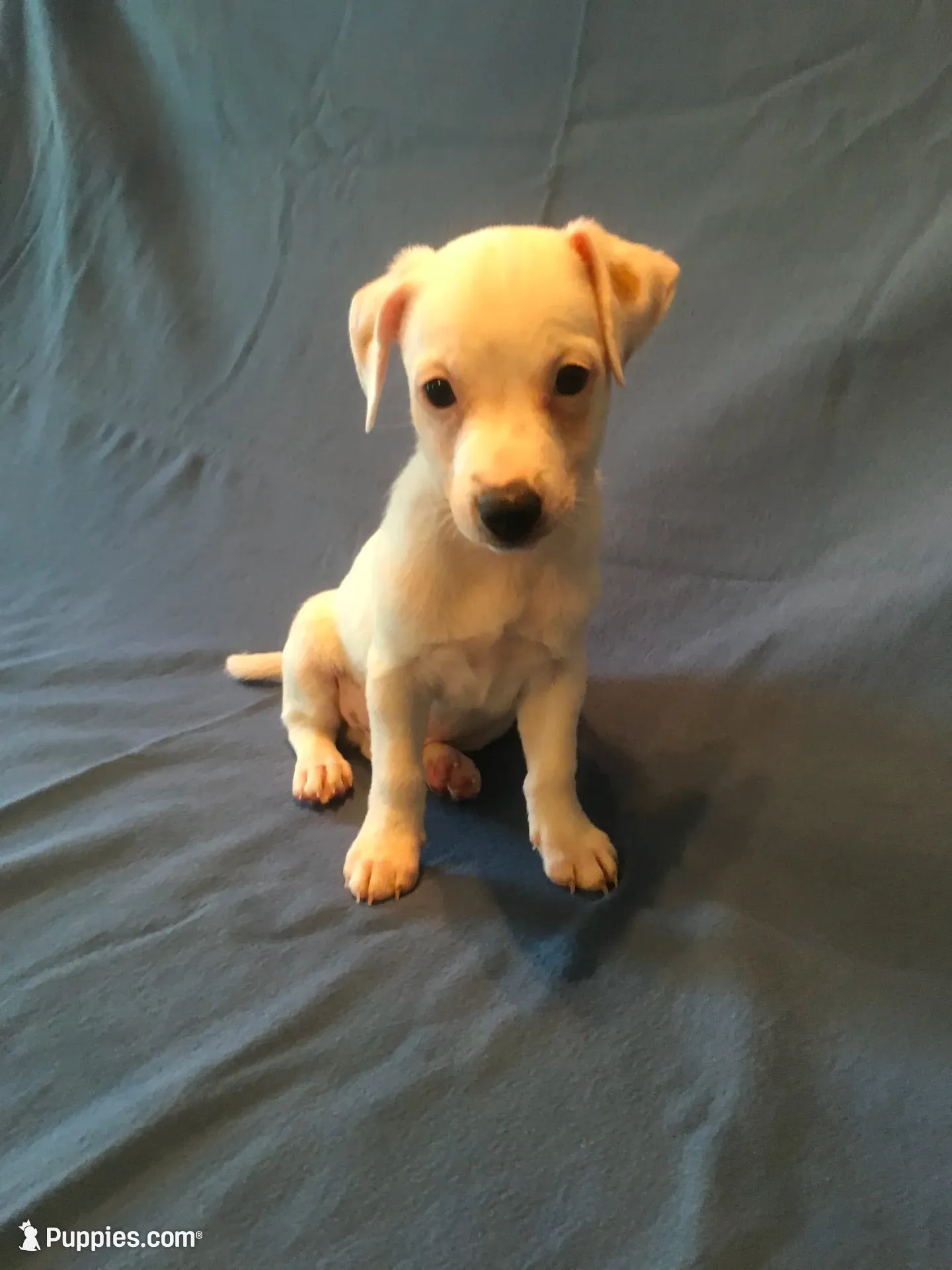 Pumpkin, a male Jack Russell Terrier for sale in Crystal River, FL – 6 of 8