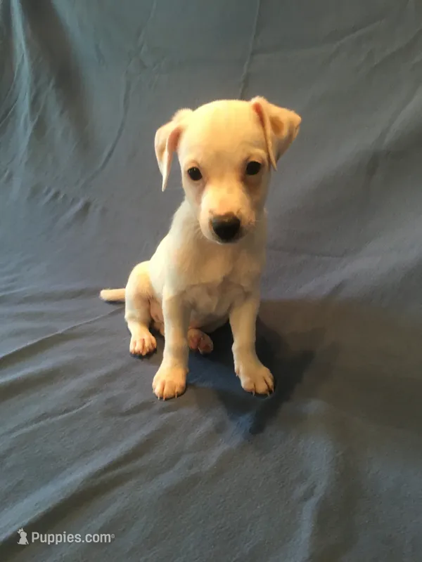 Vlad – Jack Russell Terrier puppy for sale in Crystal River, FL