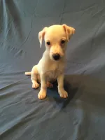 Vlad, a male Jack Russell Terrier for sale in Crystal River, FL – 1 of 5