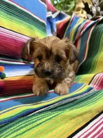 Colada, a female Morkie for sale in Canyon Lake, CA – 2 of 3
