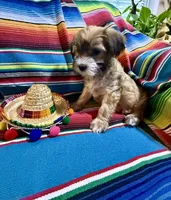 Burrito , a male Morkie for sale in Canyon Lake, CA – 3 of 3