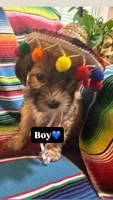 Burrito , a male Morkie for sale in Canyon Lake, CA – 1 of 3