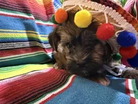 Taco, a male Morkie for sale in Canyon Lake, CA – 2 of 4