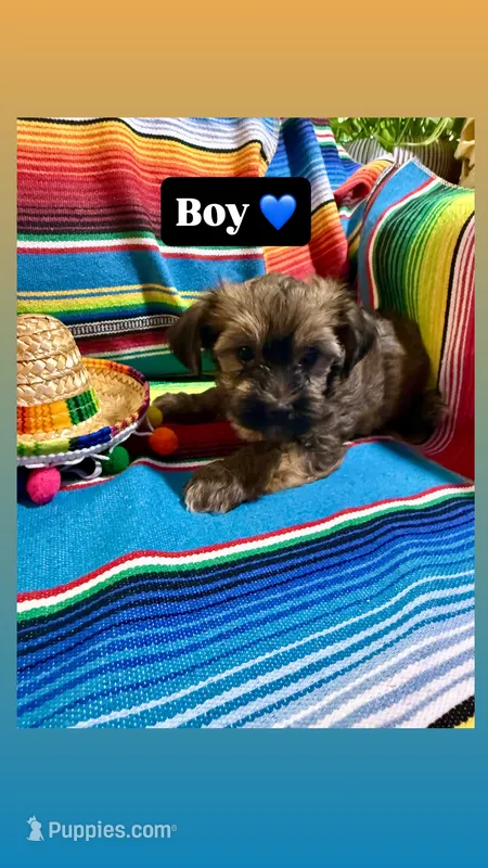 Taco – Morkie puppy for sale in Canyon Lake, CA