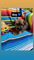 Taco, a male Morkie for sale in Canyon Lake, CA – 1 of 4