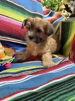 Churro , a male Morkie for sale in Canyon Lake, CA – 3 of 3
