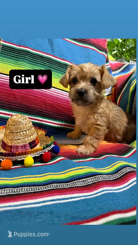 Patron  – Morkie puppy on hold in Canyon Lake, CA