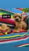 Patron , a female Morkie for sale in Canyon Lake, CA – 1 of 3