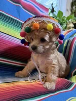 Patron , a female Morkie for sale in Canyon Lake, CA – 3 of 3