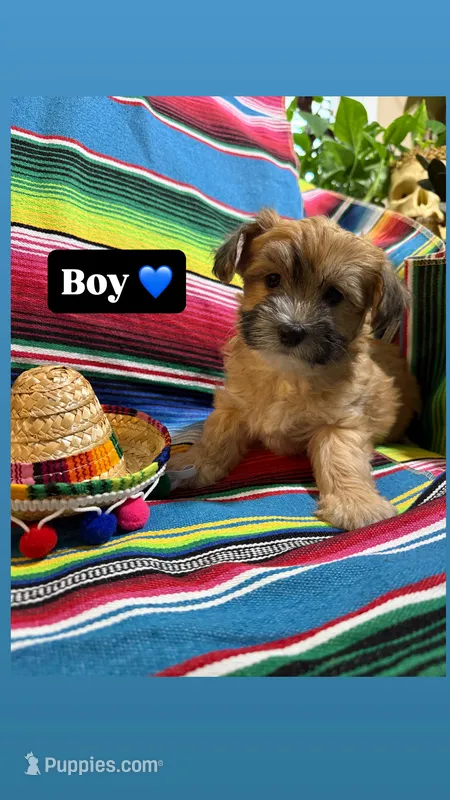 Churro  – Morkie puppy for sale in Canyon Lake, CA