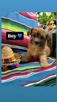 Churro , a male Morkie for sale in Canyon Lake, CA – 1 of 3