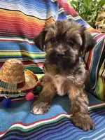 Taco, a male Morkie for sale in Canyon Lake, CA – 4 of 4