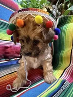Colada, a female Morkie for sale in Canyon Lake, CA – 3 of 3
