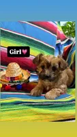 Colada, a female Morkie for sale in Canyon Lake, CA – 1 of 3