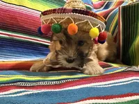 Churro , a male Morkie for sale in Canyon Lake, CA – 2 of 3
